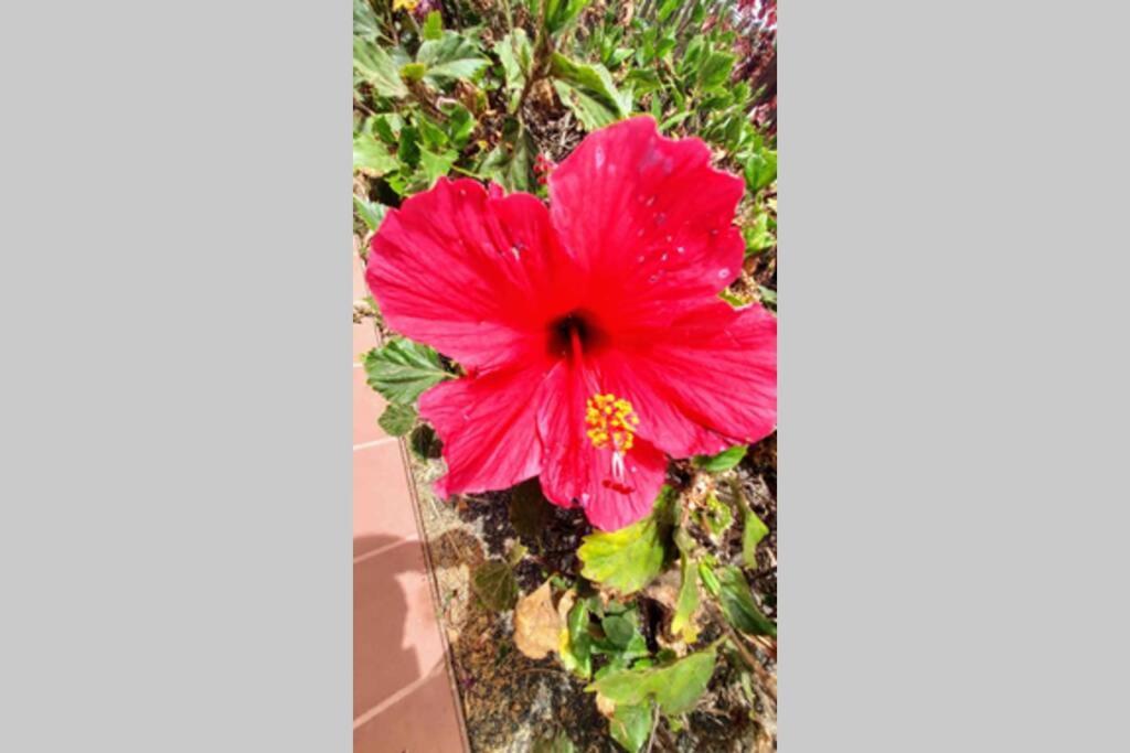 Apartament Tamarindo 28, Pool Front,Free Wifi Corralejo Zewnętrze zdjęcie